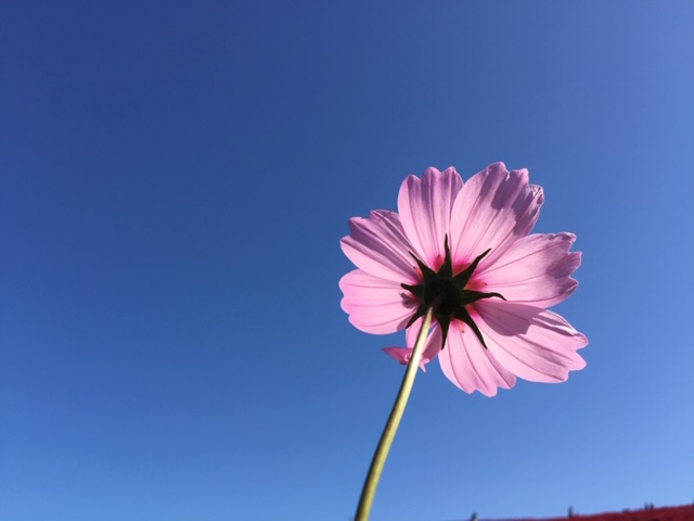 秋ですね・・・。たまにはお花の写真でも見てみて。